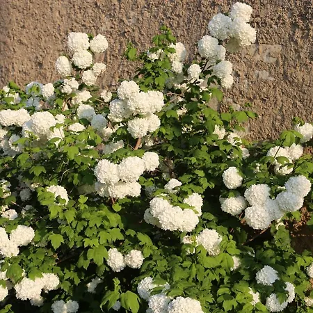 Montgolfiere 6 Personnes 度假居