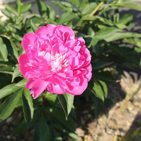 Casa de Férias Montgolfiere 6 Personnes *