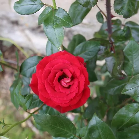 Montgolfiere 6 Personnes Casa de Férias Châtellerault