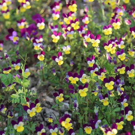 度假居 Montgolfiere 6 Personnes *