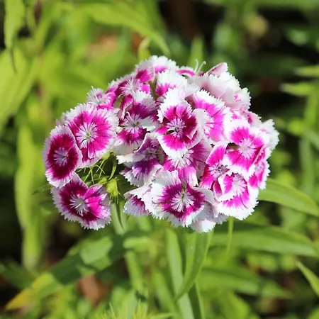 Montgolfiere 6 Personnes