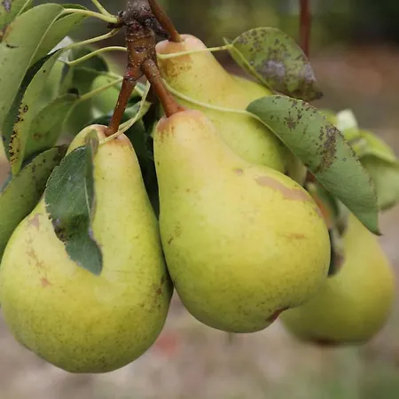 Montgolfiere 6 Personnes 度假居 *