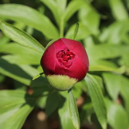 Montgolfiere 6 Personnes