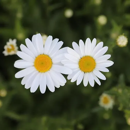 Montgolfiere 6 Personnes 沙泰勒罗