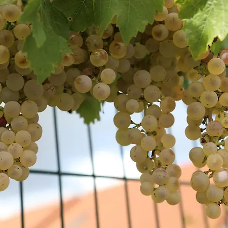 Montgolfiere 6 Personnes *