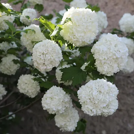 度假居 Montgolfiere 6 Personnes 沙泰勒罗