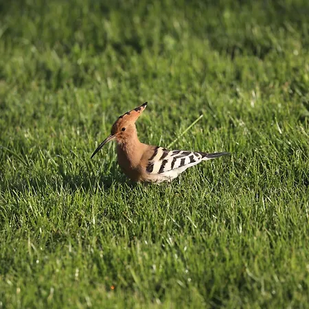Montgolfiere 6 Personnes