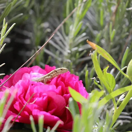 Casa de Férias Montgolfiere 6 Personnes Châtellerault