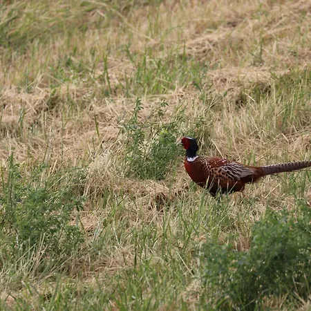 Montgolfiere 6 Personnes 度假居