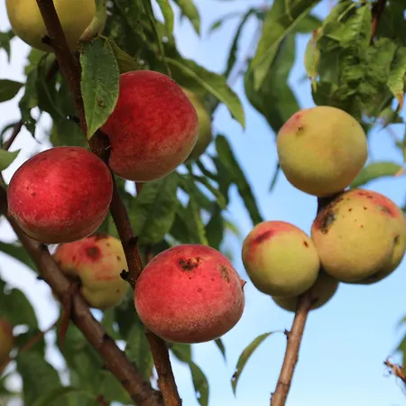 Montgolfiere 6 Personnes 度假居 沙泰勒罗