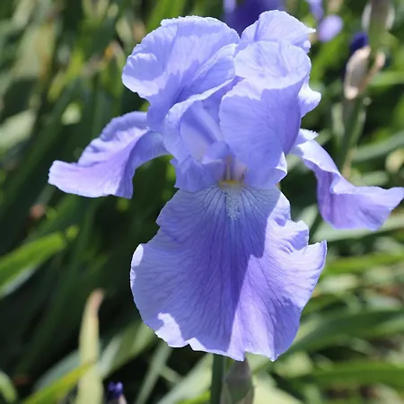 Montgolfiere 6 Personnes *