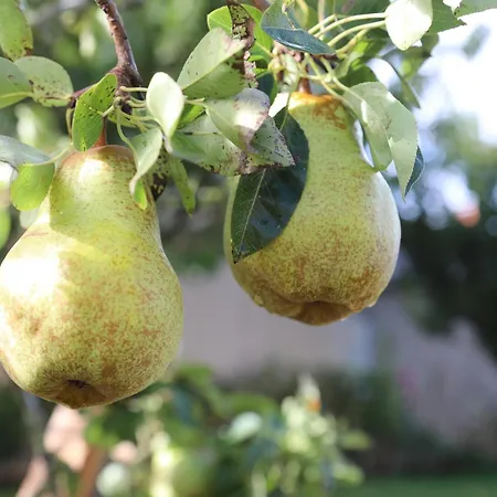 Montgolfiere 6 Personnes 沙泰勒罗