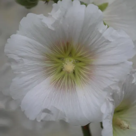 Montgolfiere 6 Personnes