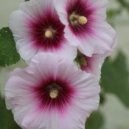 Montgolfiere 6 Personnes Casa de Férias