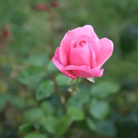 Montgolfiere 6 Personnes Casa de Férias *