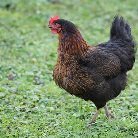 度假居 Montgolfiere 6 Personnes