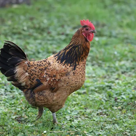 Montgolfiere 6 Personnes Casa de Férias *