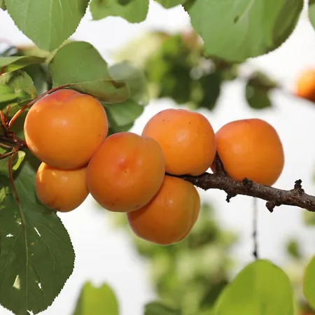 Montgolfiere 6 Personnes 沙泰勒罗