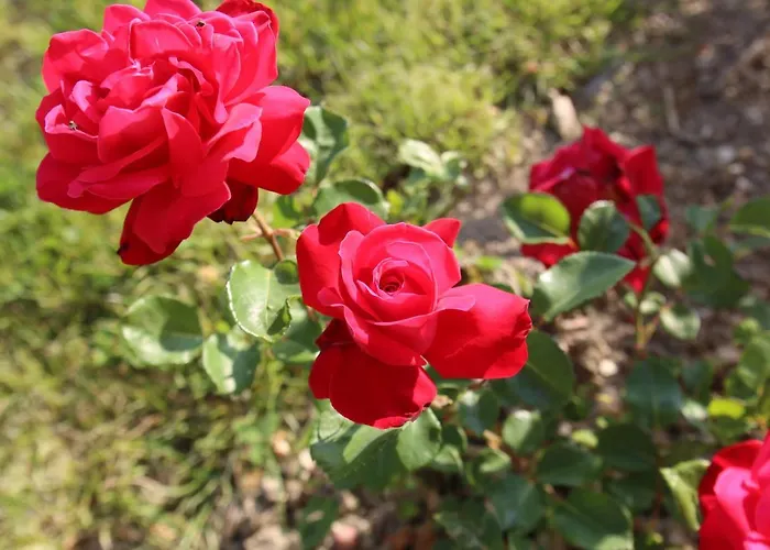 Montgolfiere 6 Personnes Châtellerault