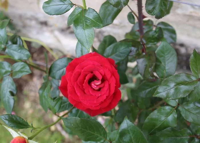 Montgolfiere 6 Personnes Сasa de vacaciones Châtellerault
