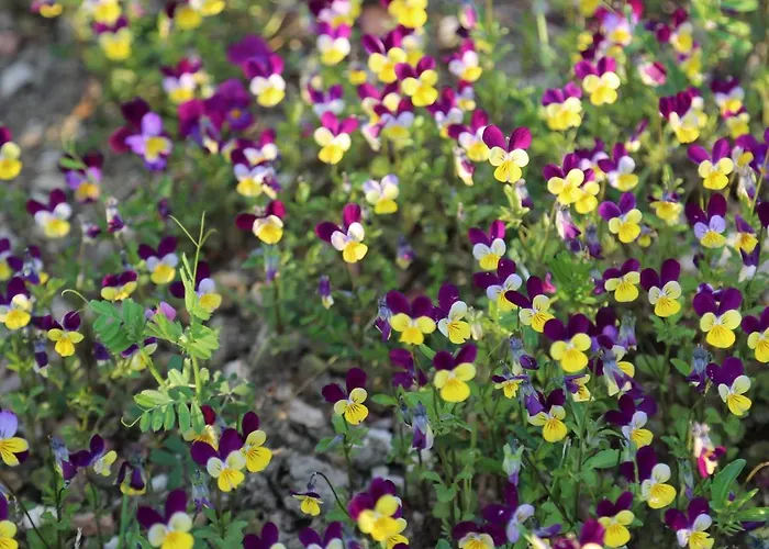 Сasa de vacaciones Montgolfiere 6 Personnes *