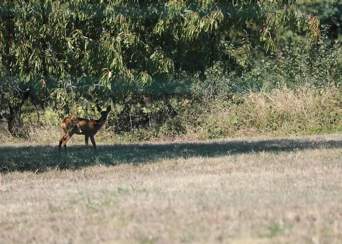 Montgolfiere 6 Personnes