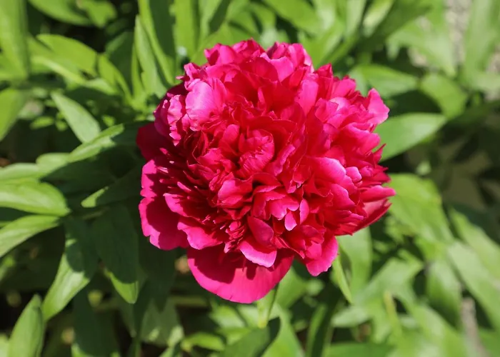 Montgolfiere 6 Personnes * Châtellerault