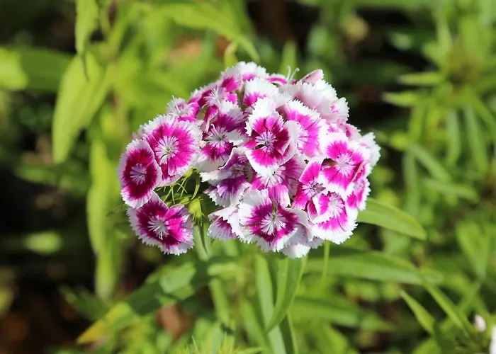 Montgolfiere 6 Personnes