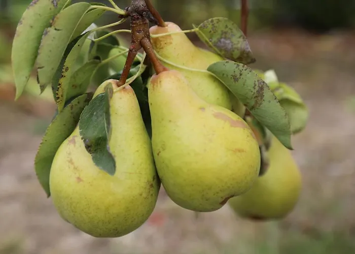 Montgolfiere 6 Personnes Сasa de vacaciones *