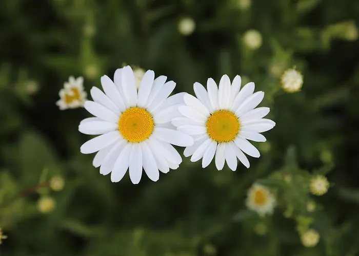 Montgolfiere 6 Personnes Châtellerault