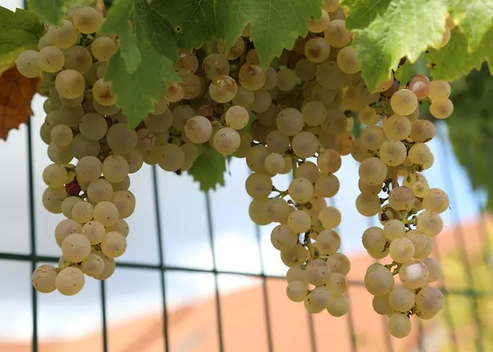 Montgolfiere 6 Personnes *