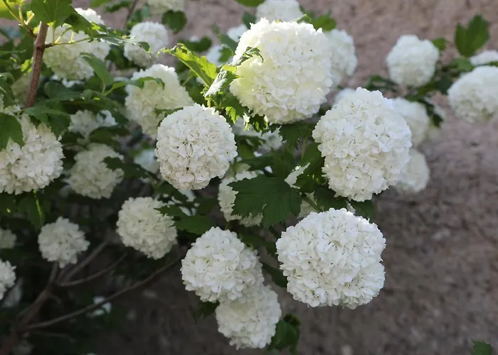 Сasa de vacaciones Montgolfiere 6 Personnes Châtellerault