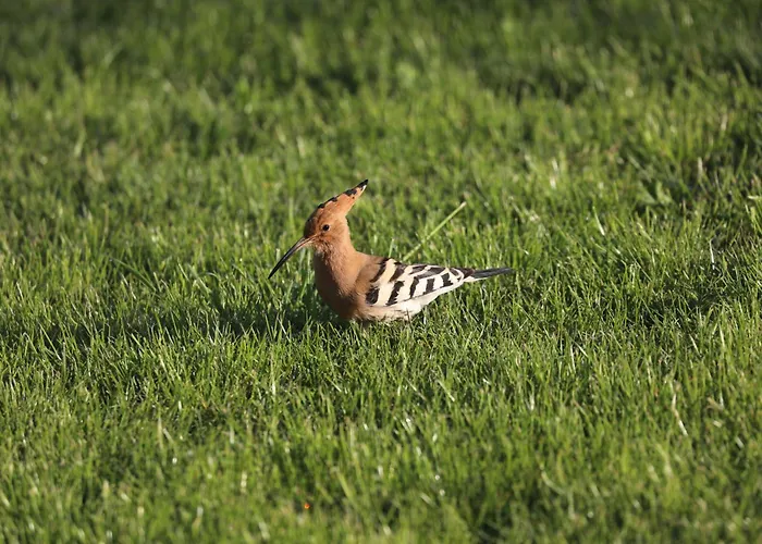 Montgolfiere 6 Personnes