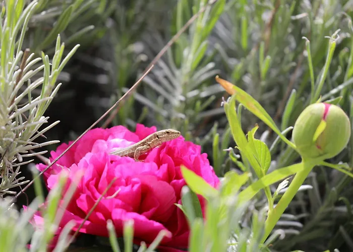 Сasa de vacaciones Montgolfiere 6 Personnes Châtellerault
