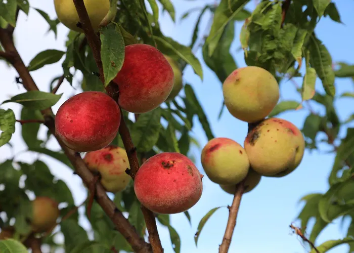 Montgolfiere 6 Personnes Сasa de vacaciones Châtellerault