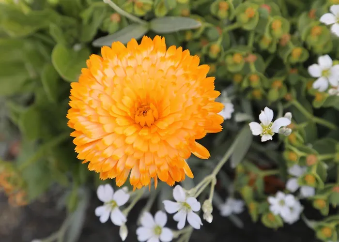 Сasa de vacaciones Montgolfiere 6 Personnes Châtellerault