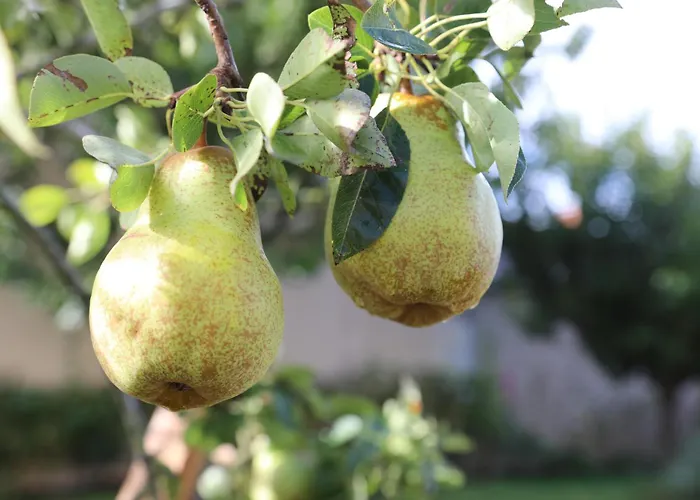 Montgolfiere 6 Personnes Châtellerault