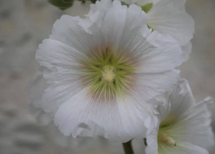 Montgolfiere 6 Personnes