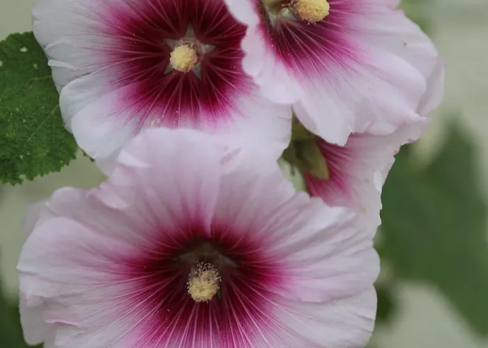 Montgolfiere 6 Personnes Сasa de vacaciones