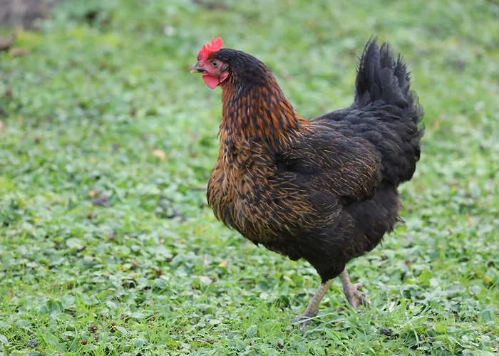 Сasa de vacaciones Montgolfiere 6 Personnes