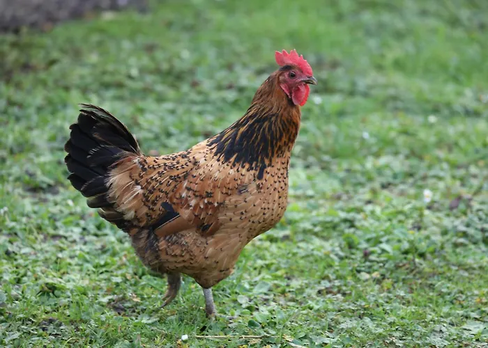 Montgolfiere 6 Personnes Сasa de vacaciones *