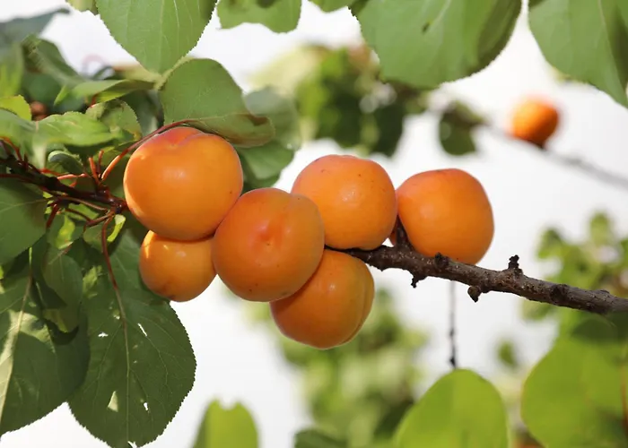 Montgolfiere 6 Personnes Châtellerault